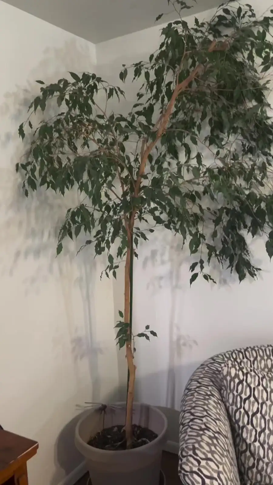 ficus benjamina indoor partition