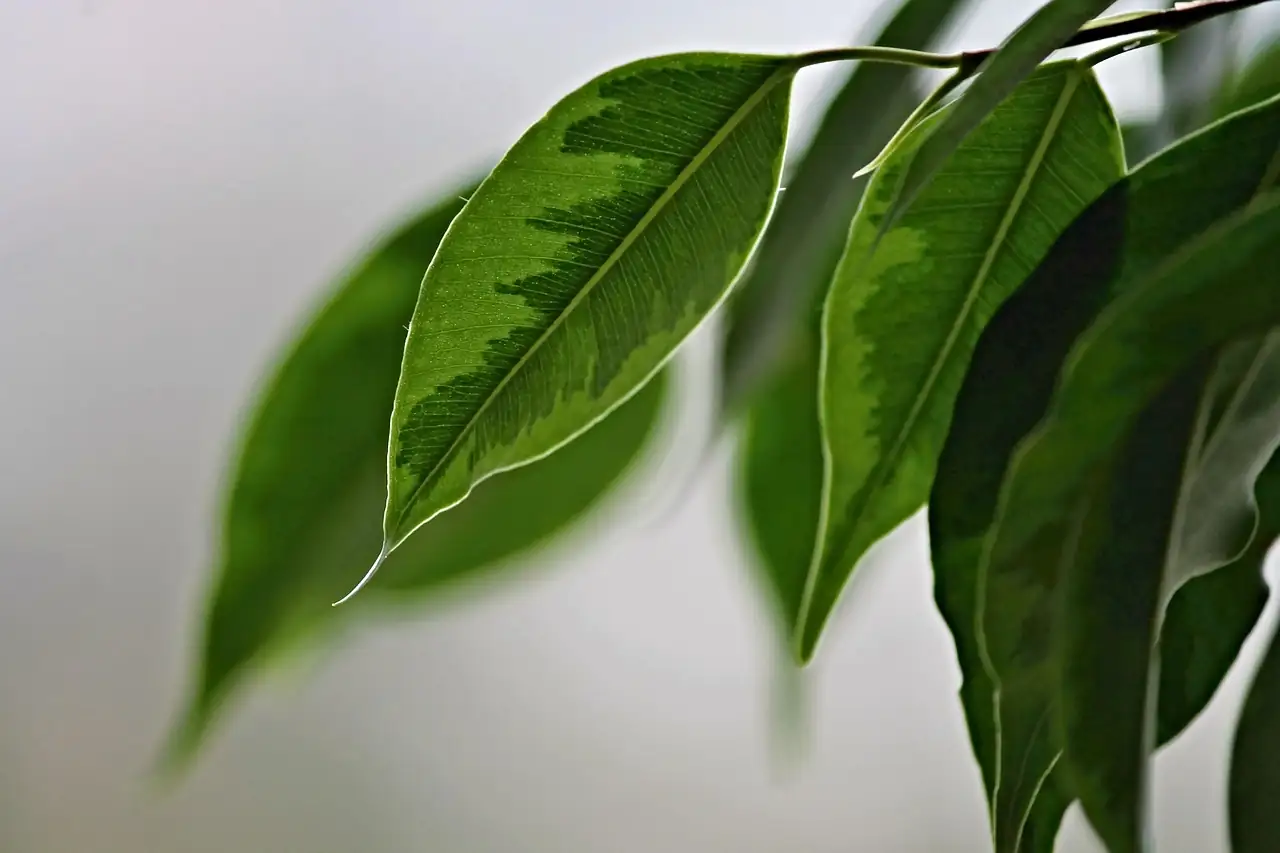 ficus benjamina sunlight exposure