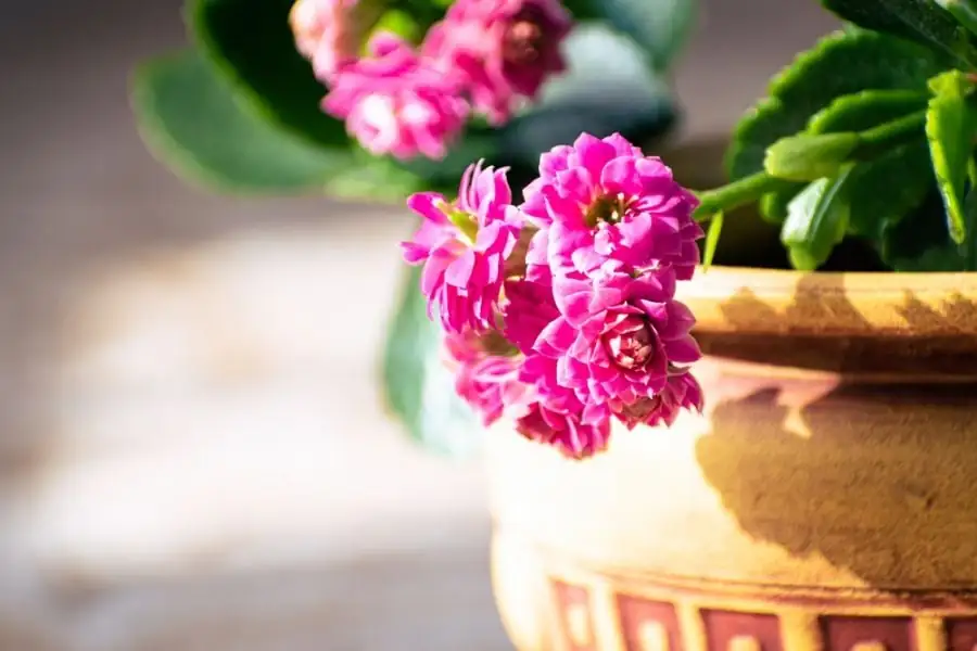 kalanchoe indoor decor