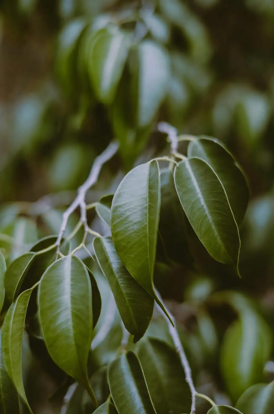 Ficus benjamina cutting selection