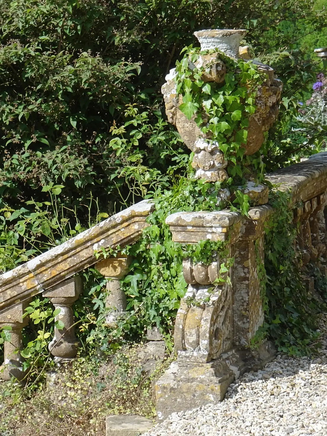 Dari Zaman Kuno ke Rumah Modern: Perjalanan Abadi English Ivy
