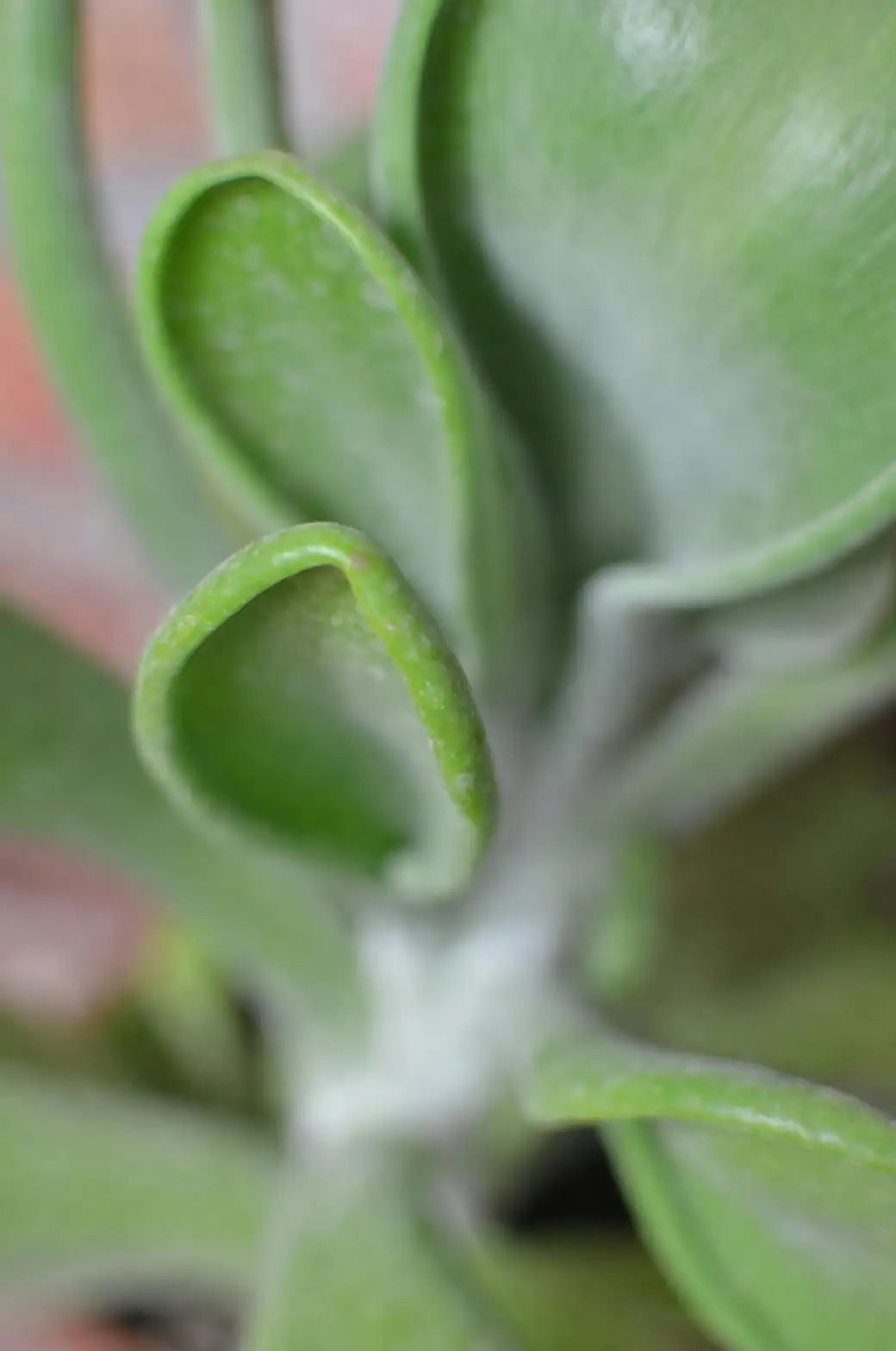 Kalanchoe succulent leaves close-up