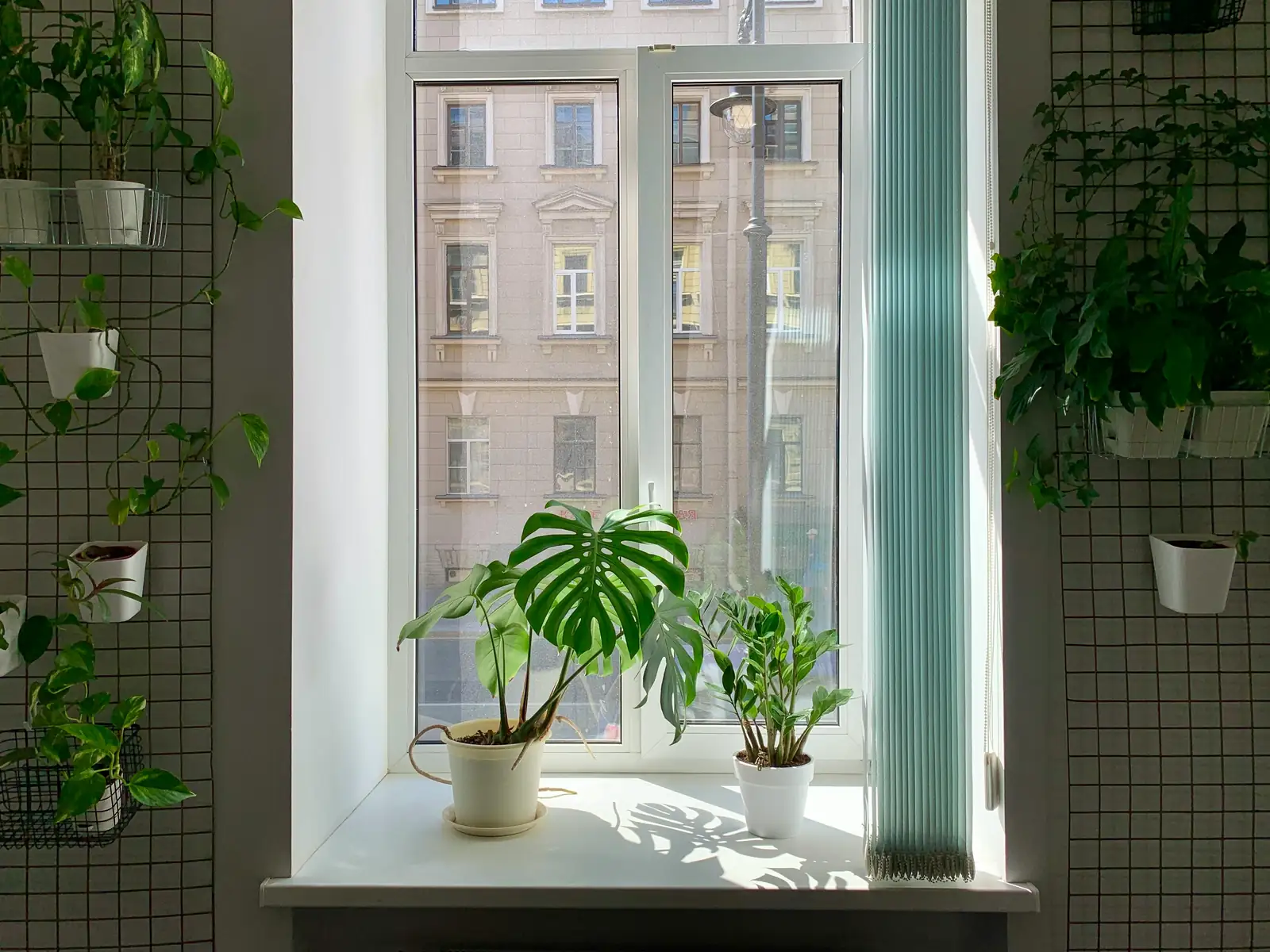 ivy plant bright indirect light