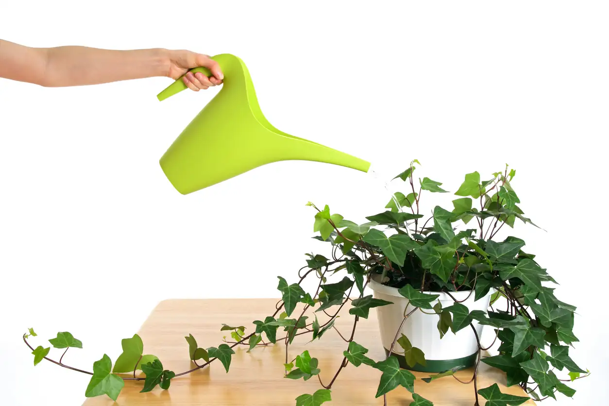 ivy plant temperature control