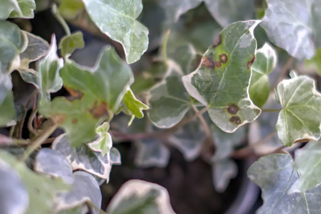 ivy leaf anthracnose spots