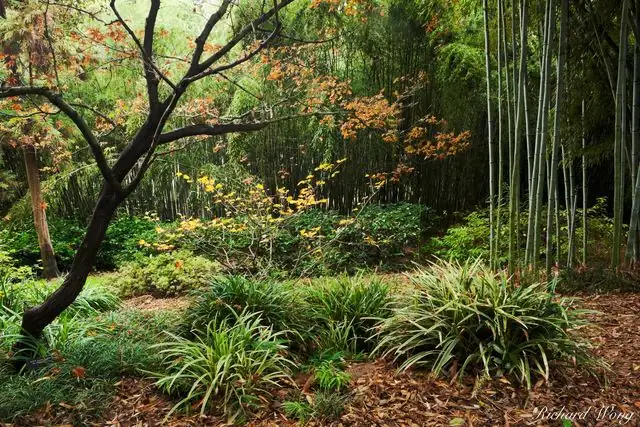 kalanchoe in Japanese garden