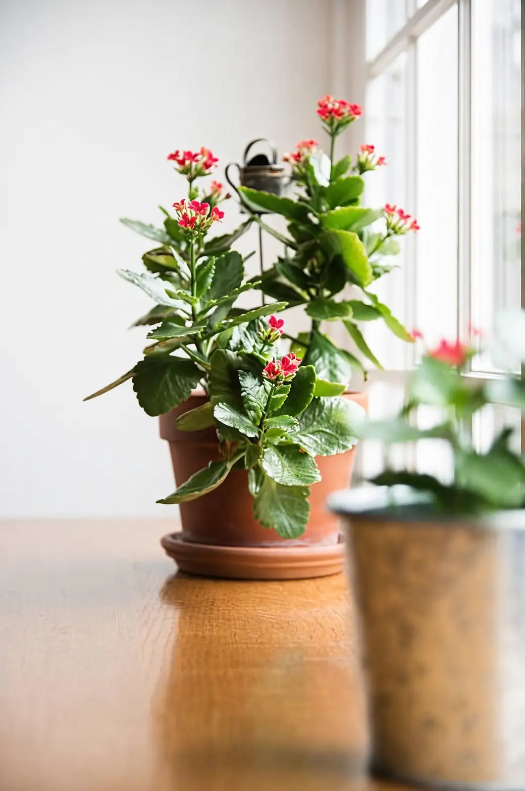kalanchoe on windowsill