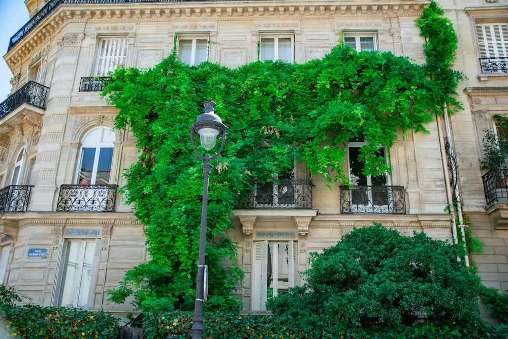 ivy on university building facade