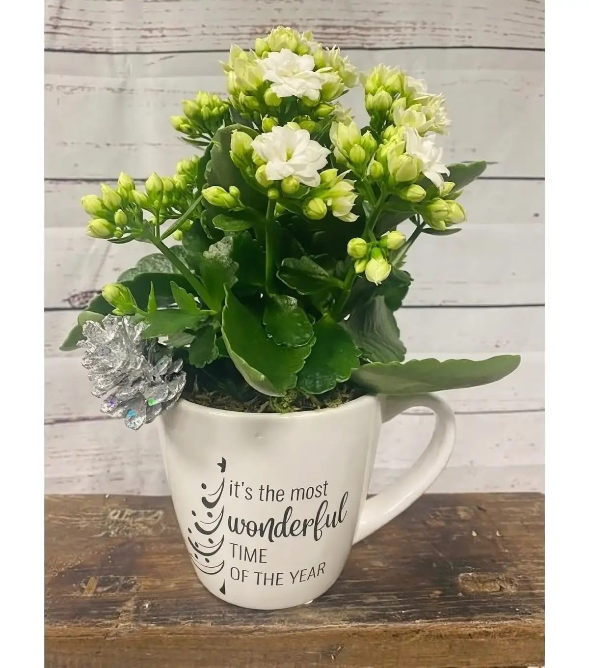 kalanchoe gift arrangement