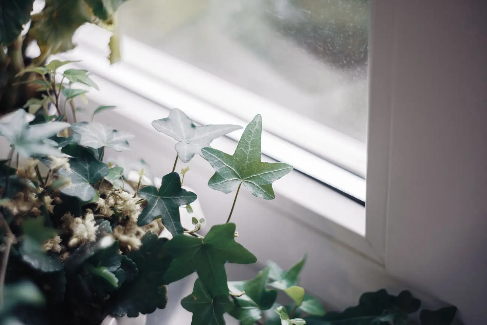 ivy indoor windowsill plant