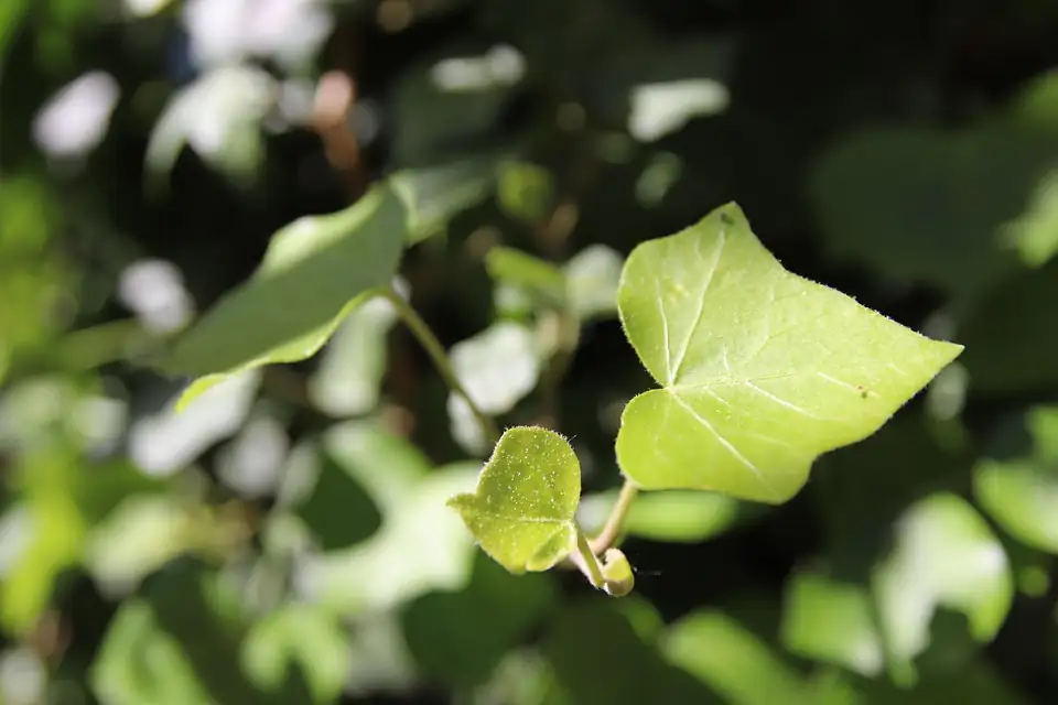 ivy leaves close-up sunlight