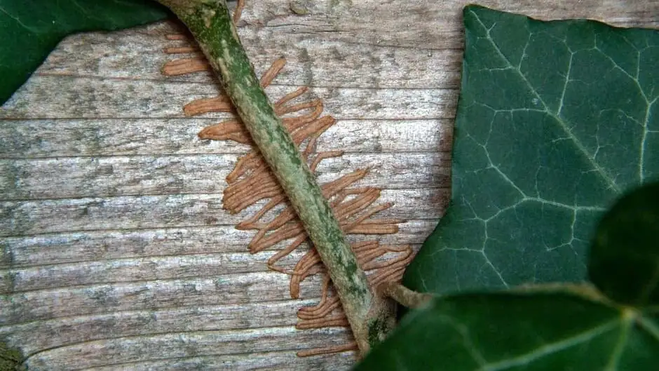 ivy aerial roots close-up