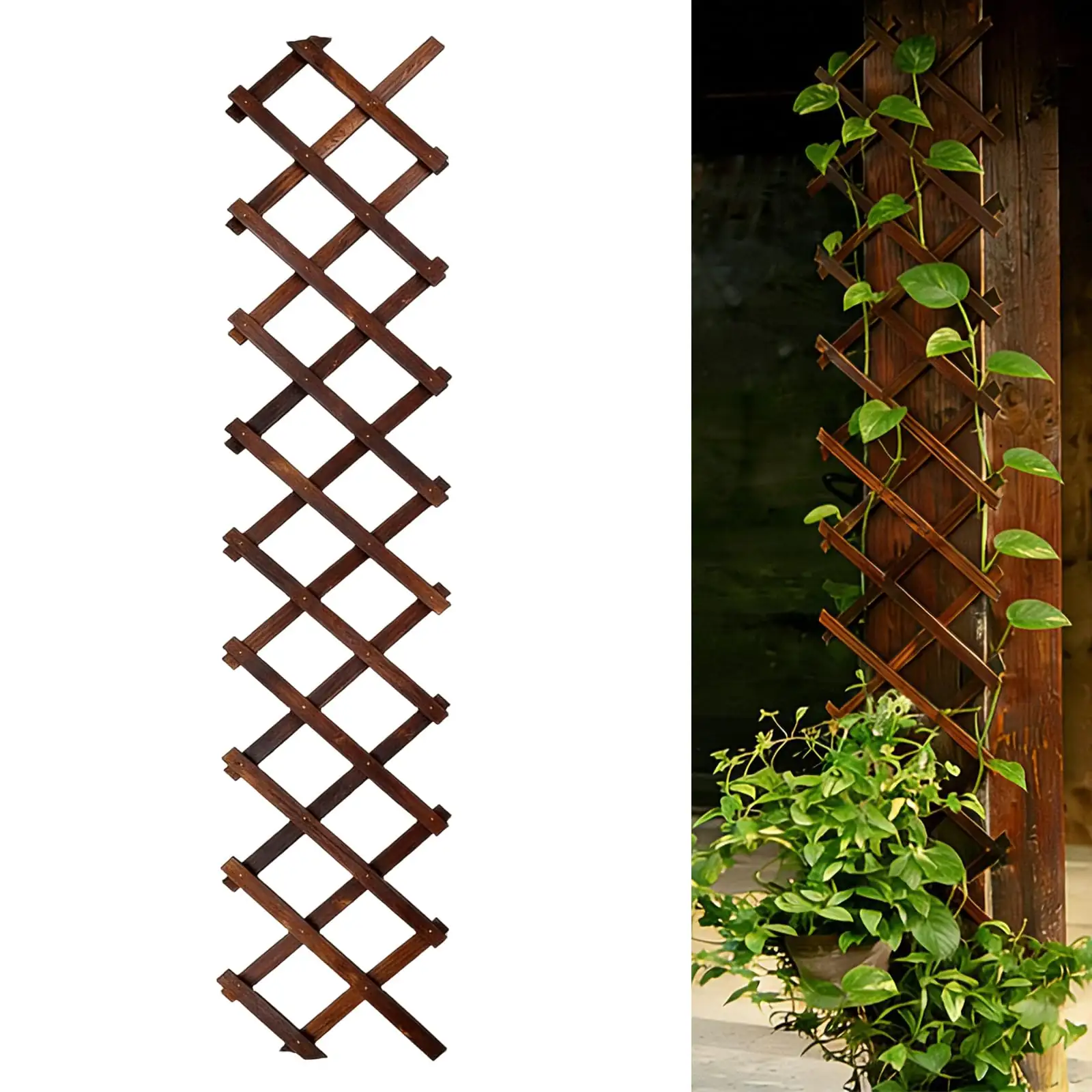 ivy climbing garden fence