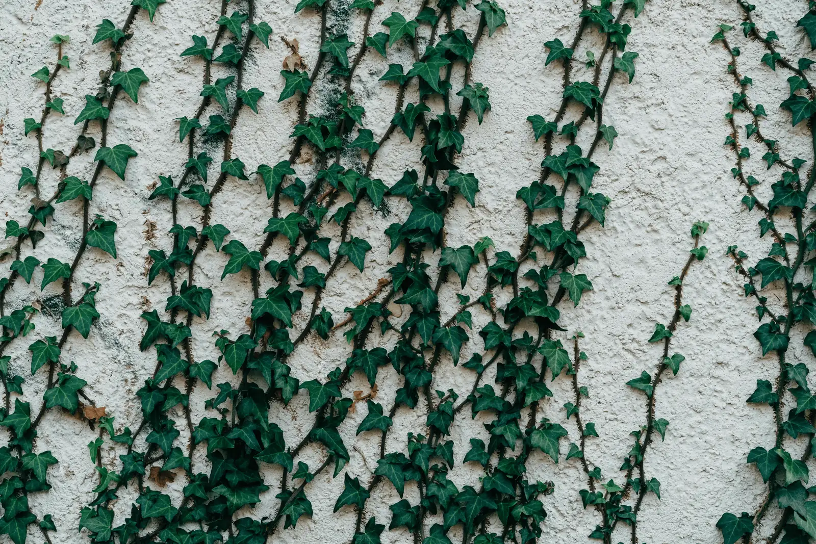ivy climbing indoor wall