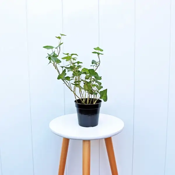 small ivy pot on desk
