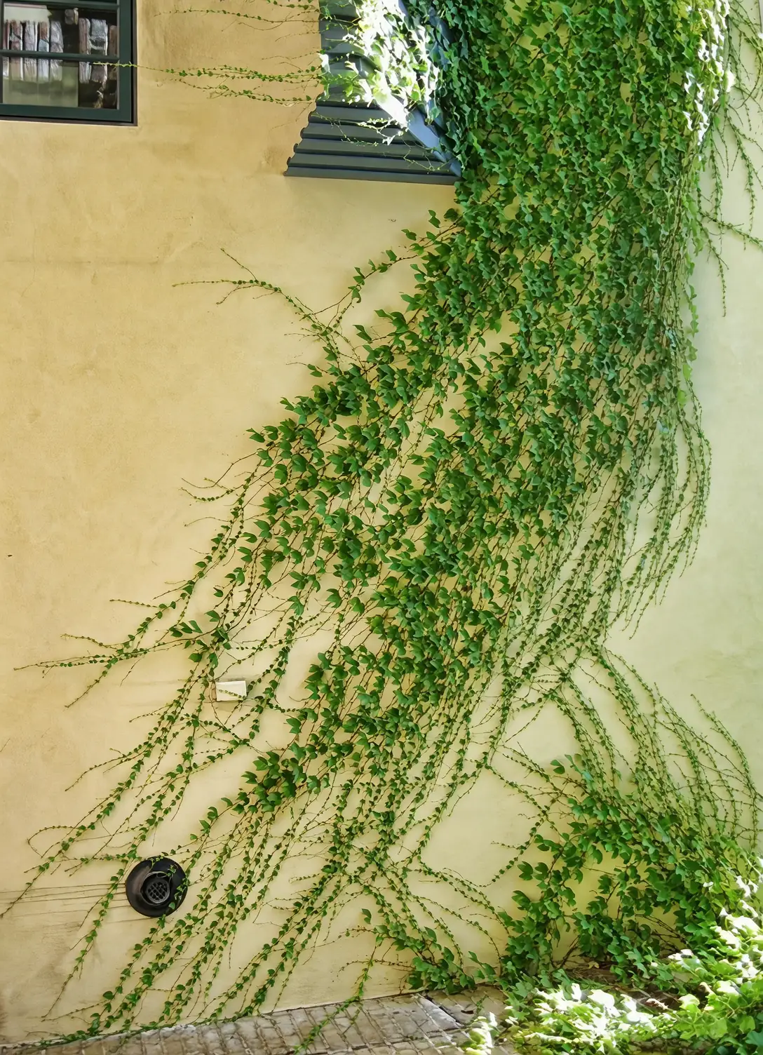 园艺爱好者的选择：常春藤与其他植物的完美搭配
