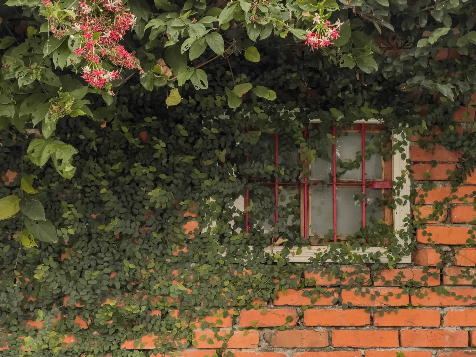 ivy with colorful flowers