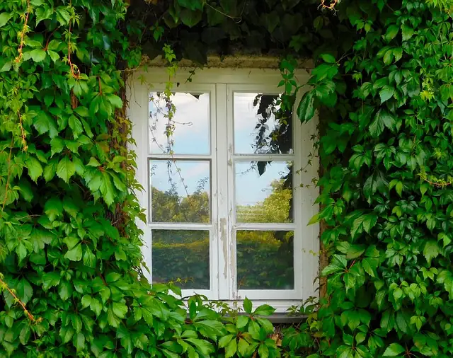 indoor ivy hanging window