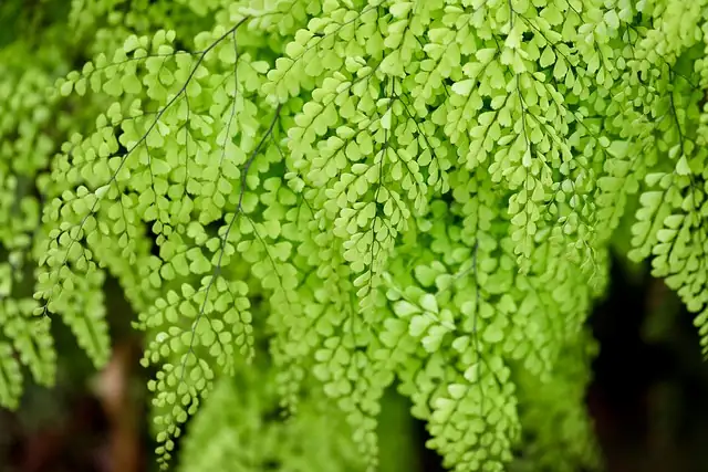 Rozwiązywanie problemów paprotki włosistej (Adiantum raddianum): Szkodniki i rozwiązania