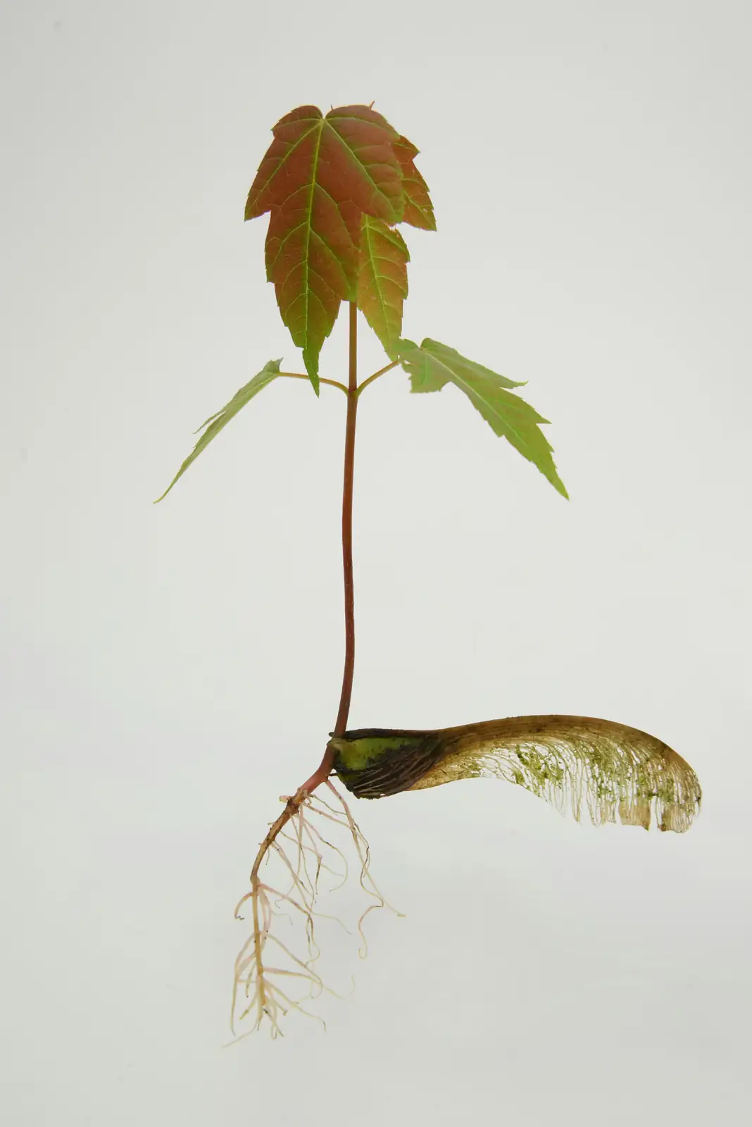 root rot in potted plant
