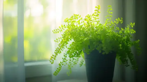 Maidenhair eğreltiotu iç mekân bakım düzeni