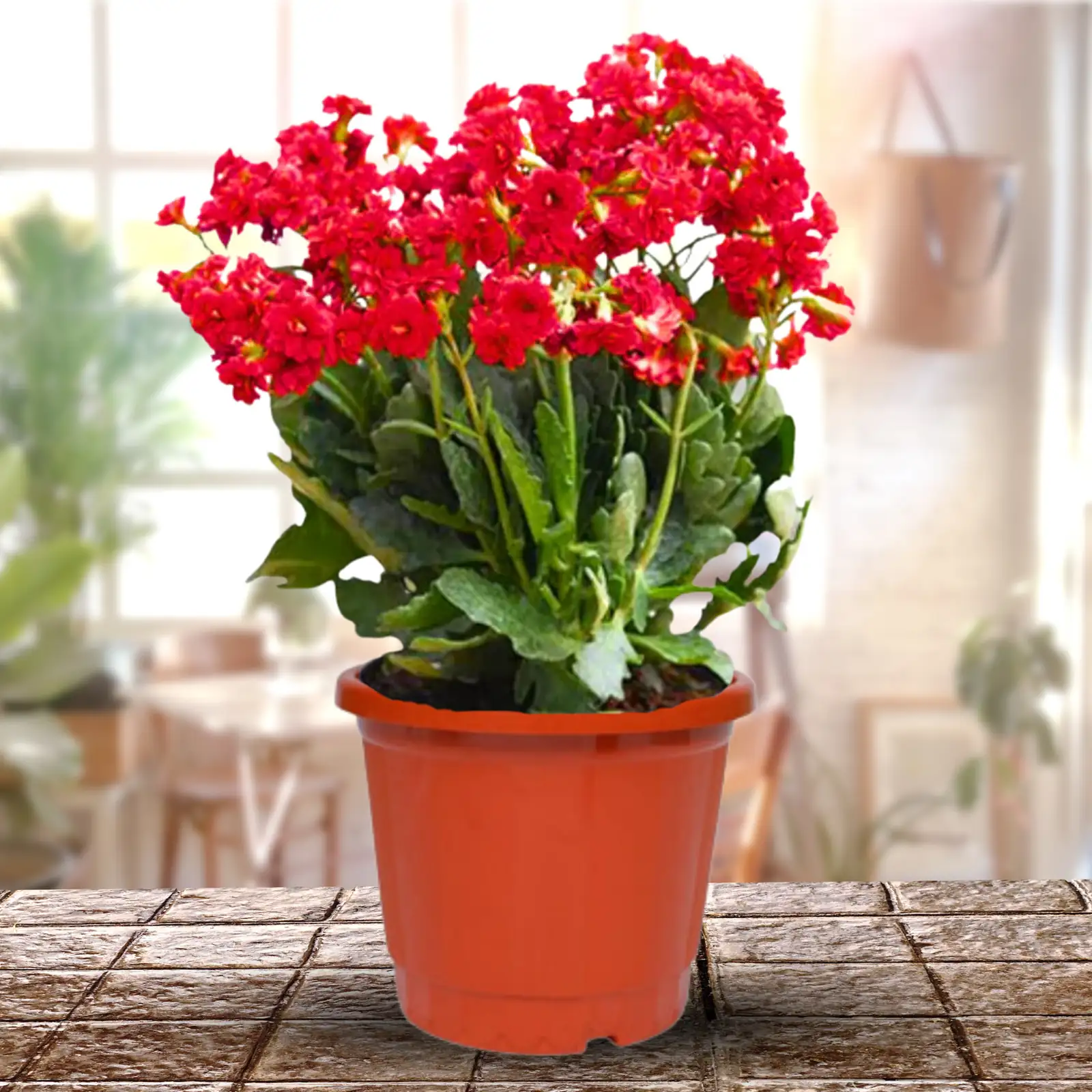 kalanchoe in red pot at entrance