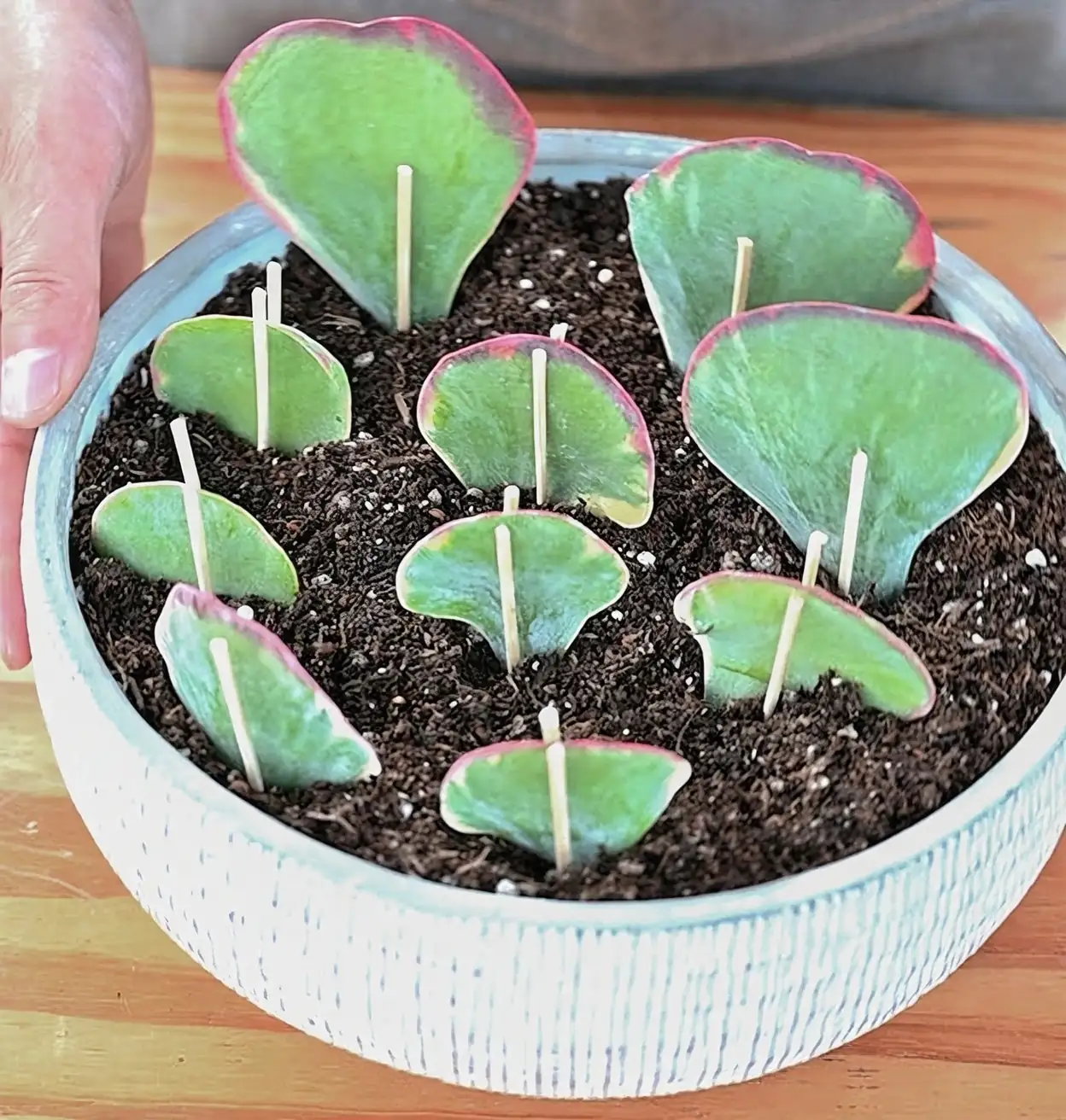kalanchoe leaf propagation