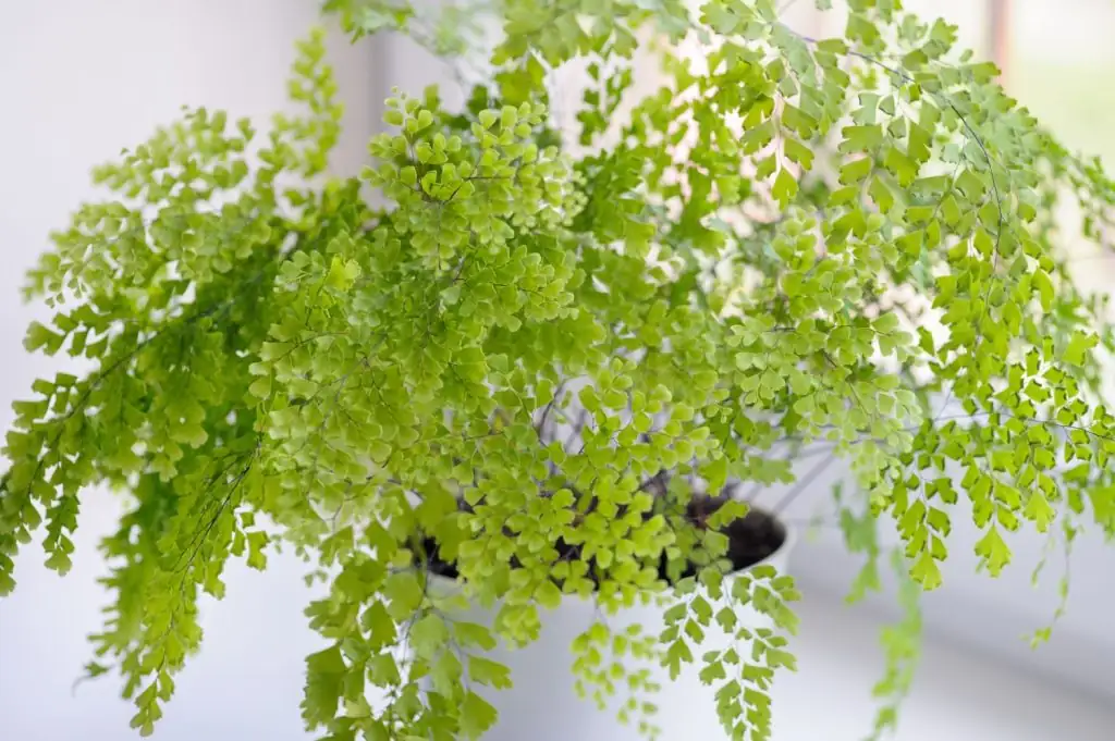 maidenhair fern on windowsill