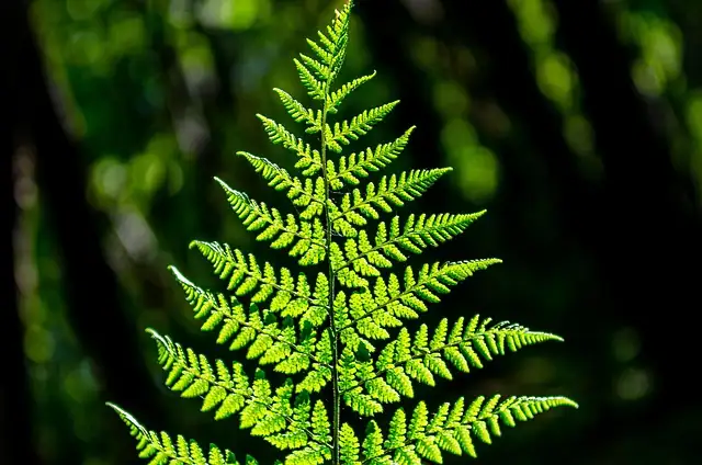 maidenhair fern indoor bright light