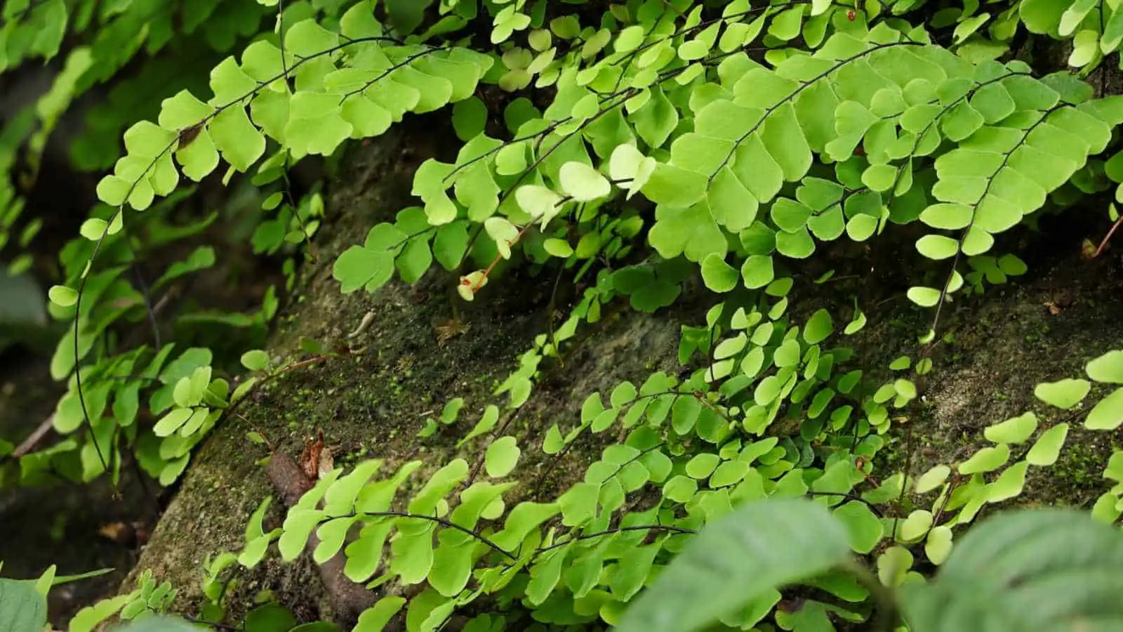 maidenhair fern natural habitat