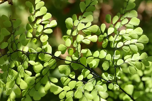 maidenhair fern symbolic art