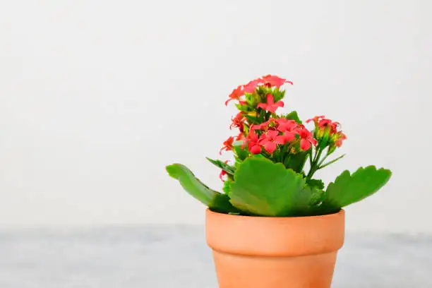 kalanchoe in natural light