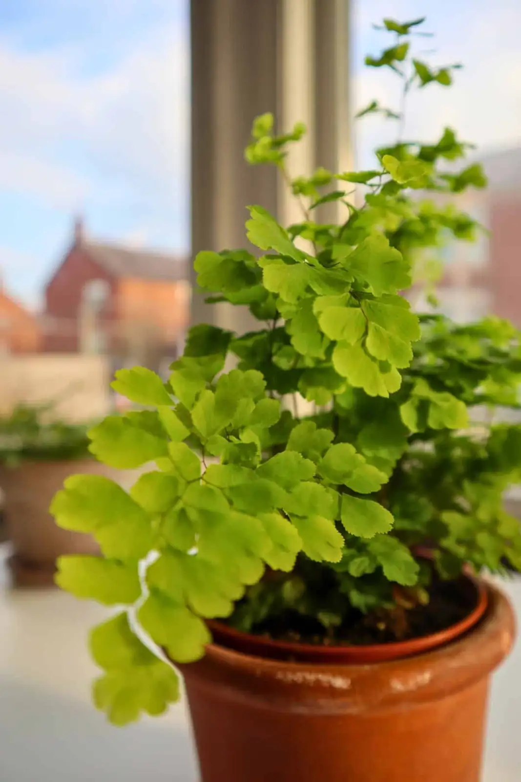 maidenhair fern bright indirect light