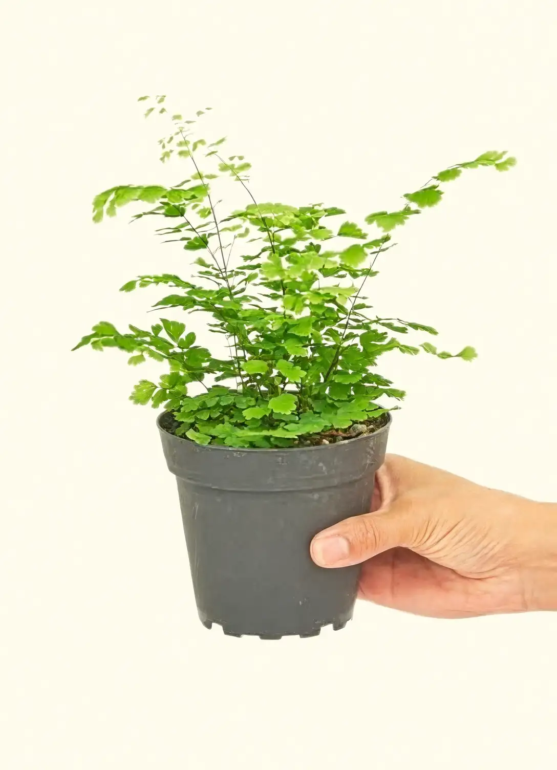 maidenhair fern in home decor