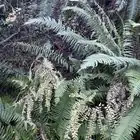 maidenhair fern in nature