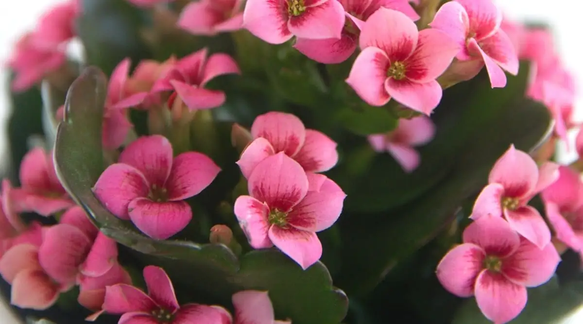 kalanchoe blossfeldiana colorful flowers close-up