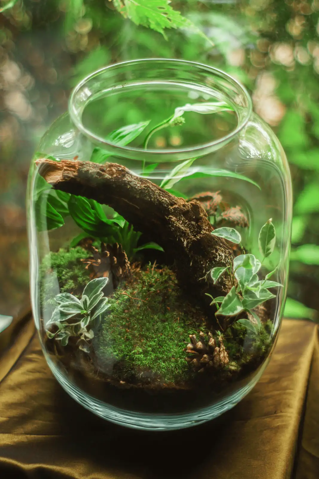 maidenhair fern terrarium moss