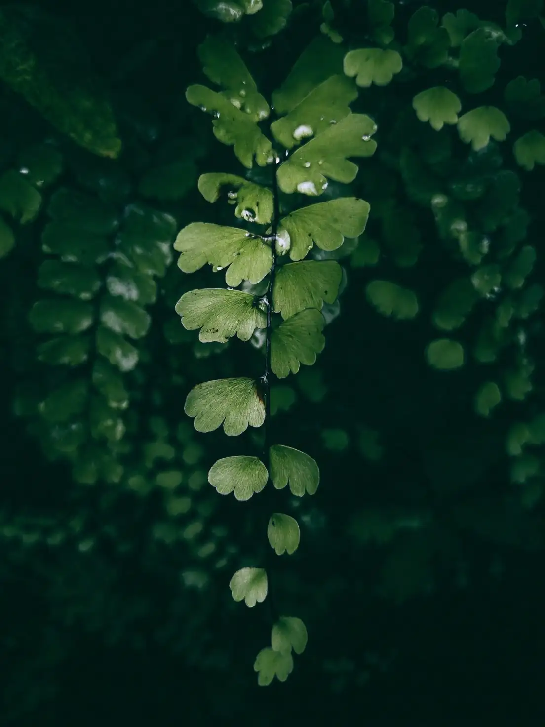 打造完美绿植搭配：铁线蕨的伴侣植物选择