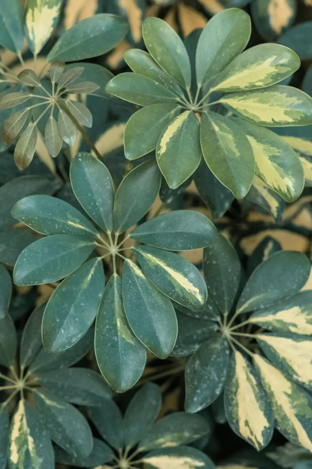 schefflera indoor plant