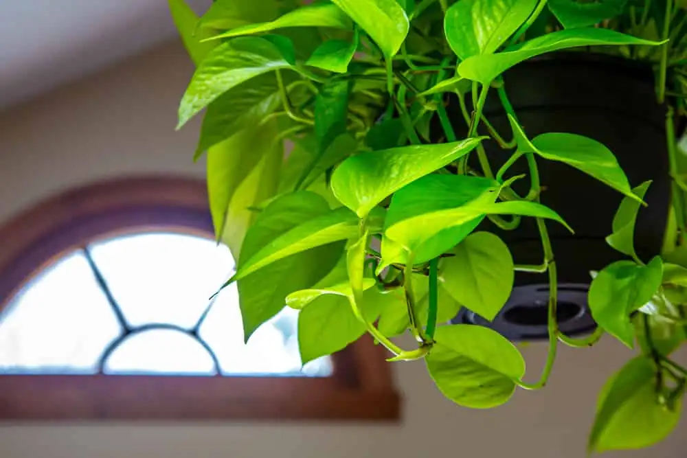 pothos hanging plant