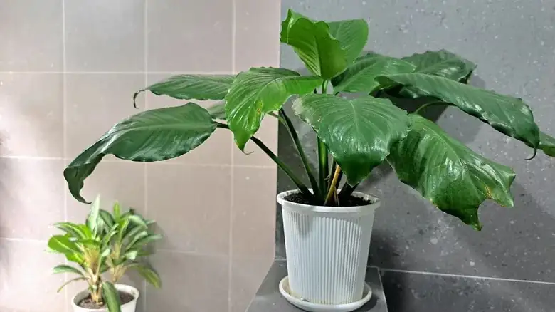 peace lily in bathroom