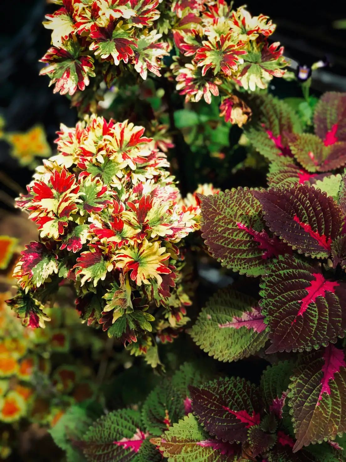 victorian garden coleus plants