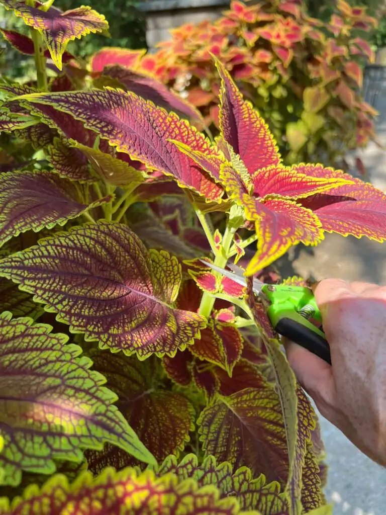 coleus propagation cutting process