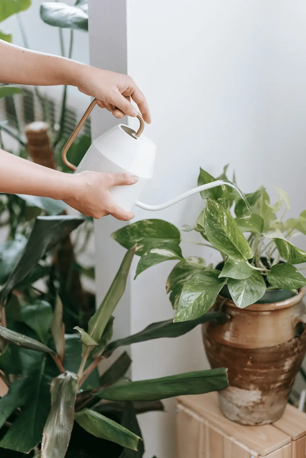 watering coleus plant hands
