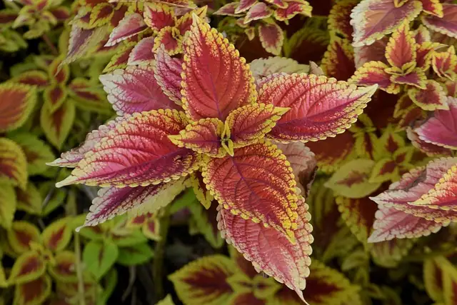 coleus plant in garden design