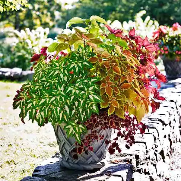 coleus in Victorian garden setting