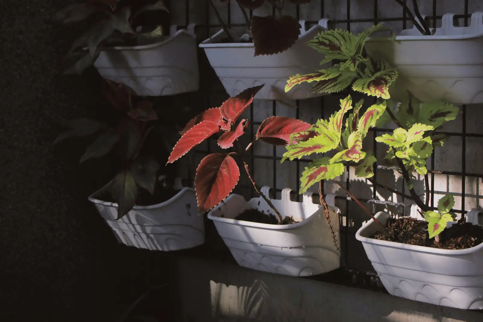 coleus with green plants indoors