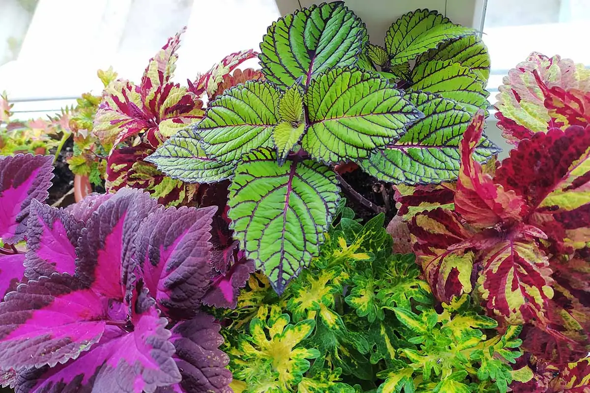 coleus in bright living room corner