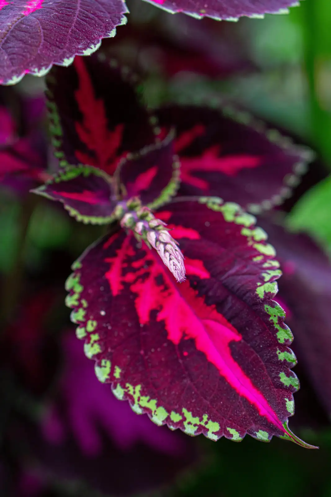 coleus propagation cutting process