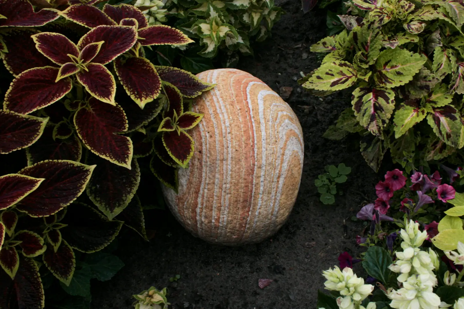 coleus with green plants garden